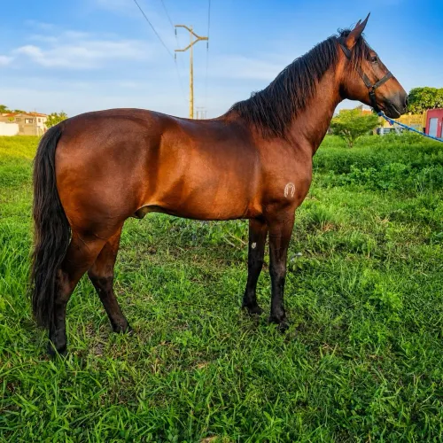 Cavalo a venda / Bolsonaro Pedra do Salgado 