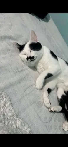 Gatinhos para doação