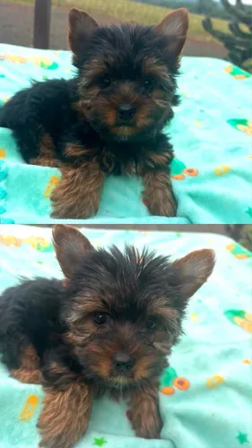 Filhote de Yorkshire Terrier Disponível