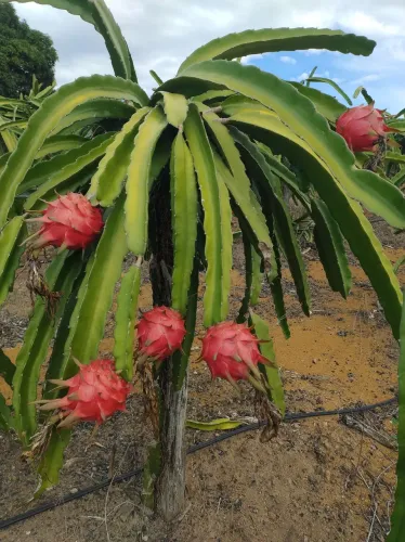 Mudas de Pitaya
