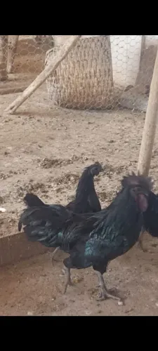 Ayam cemani