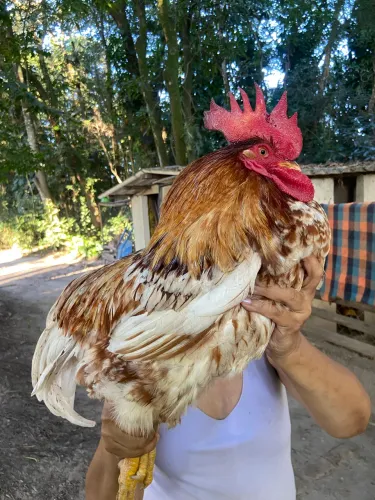 Galos e frangos caipiras