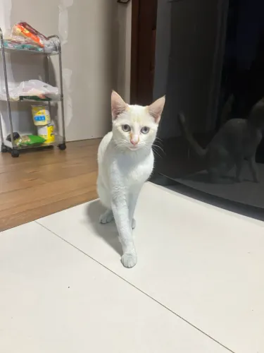 Gato para doação 