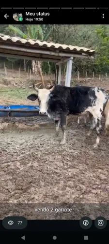 vendo 2 garrotes ! 