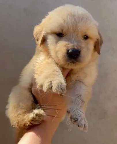 Golden retriever amor