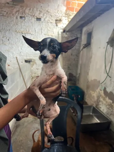 Doação de pinscher macho branco e preto