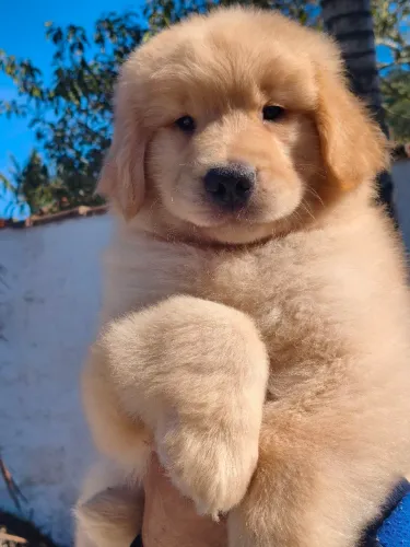 Golden Retriever filhotes fofos disponível