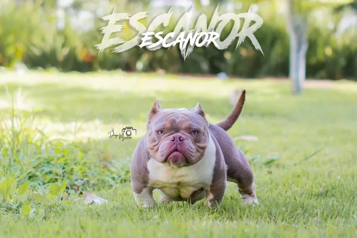 FILHOTE AMERICAN BULLY MICRO/EXOTIC