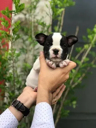 Bulldog Francês Filhote | 1ª Dose de Vacina + Garantia