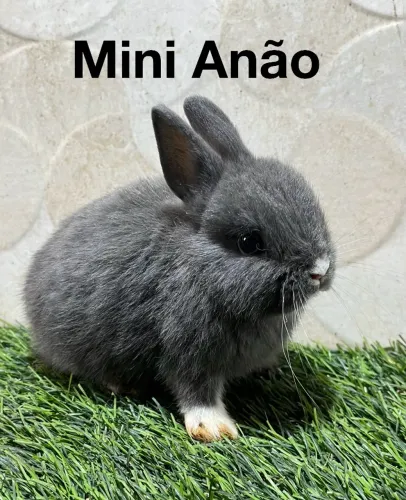 Mini anão