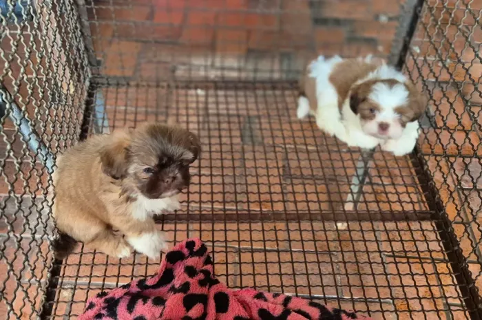 Filhotes de Shih Tzu
