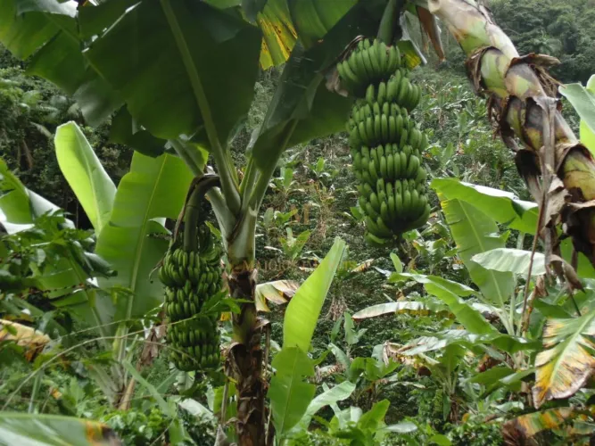 Para café, gengibre ou bananal! Propriedade Rural em Matilde ES com 24,5 Hectares, Nascent