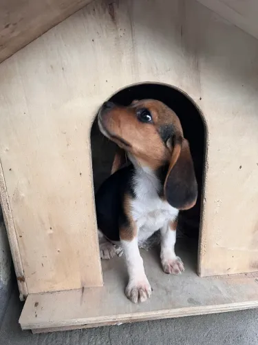 Beagle fêmea 50 dias