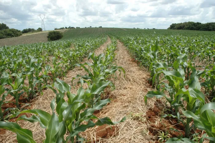 Área de lavoura para arrendamento