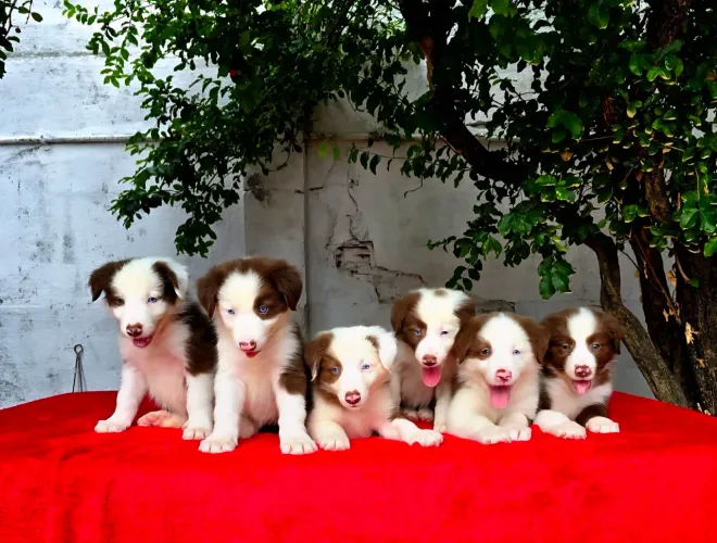 Filhotes de Border Collie, OS MAIS LINDOS DO BRASIL