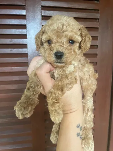 Poodle Toy Mini - Companheiro Perfeito
