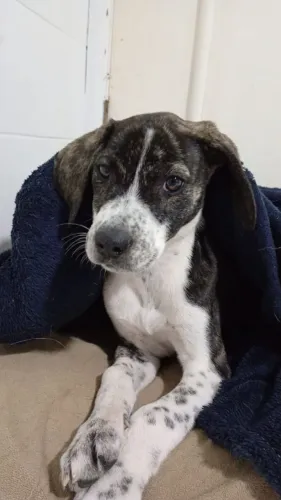 Doa-se cachorrinha