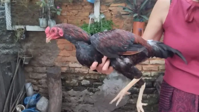 FRANGO GIGANTE NEGRO COM CAIPIRA