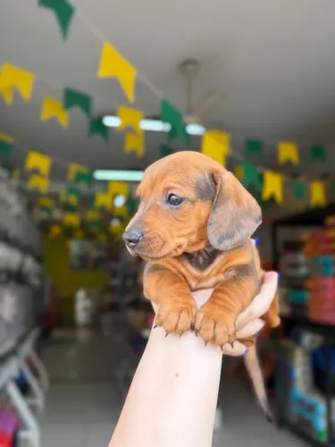Dachshund macho marrom arlequim PROMOÇÃO