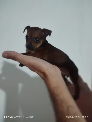 Vendo filhotes de pinscher