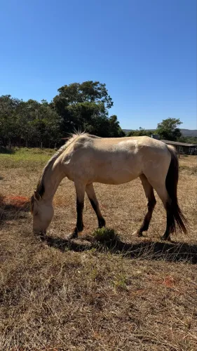 Vendo égua baia