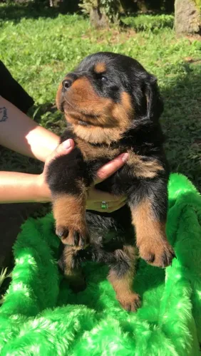 Filhotes de ROTTWEILER com PEDIGREE CBKC e GENÉTICA IMPORTADA.