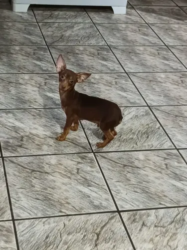 Vende-se cachorro pinscher na cor chocolate