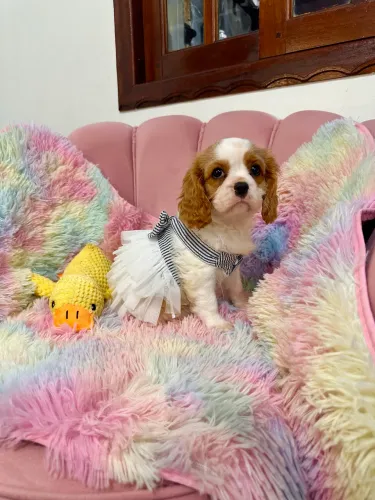 Cavalier King Charles Spaniel