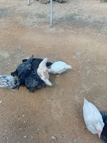 Franguinhos caipira 