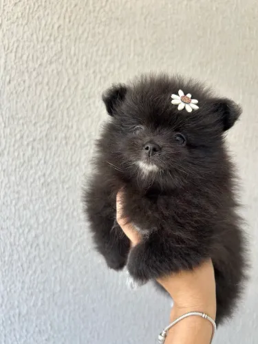 Lulu da pomerania anão Spitz Alemao