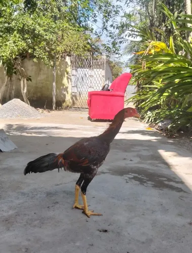 Pinto de raça 
