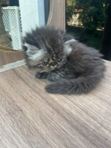 Gato Persa lindos filhotinhos com aparência elegante