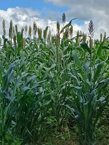 Silagem de sorgo a granel 300 reais a tonelada. De qualidade