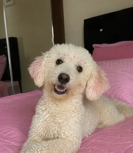 POODLE FÊMEA