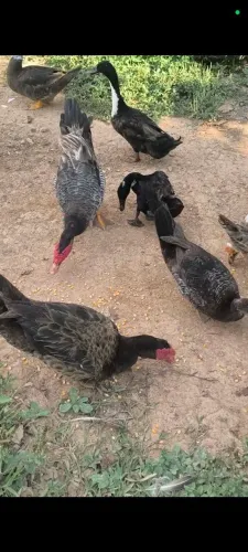 Patos 5 dedos disponíveis