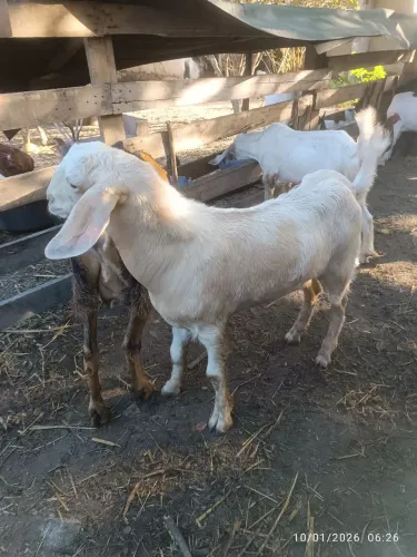 Bode e cabra