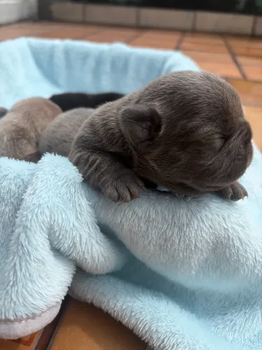 Buldogue francês 