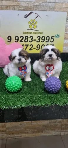 SHITZU MINI ANÃOZINHO VACINADO E VERMIFUGADO.