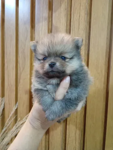 Lindo machinho ( Lulu da pamerania)
