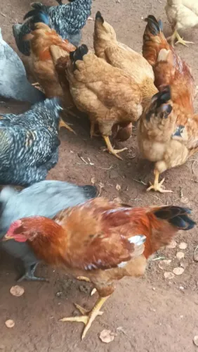 Frangos caipira