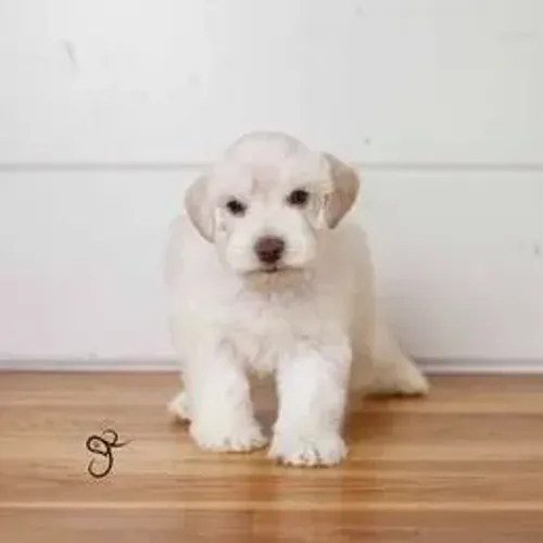 Schnauzer,Schnauzer Filhote Muito Amoroso e Dócil