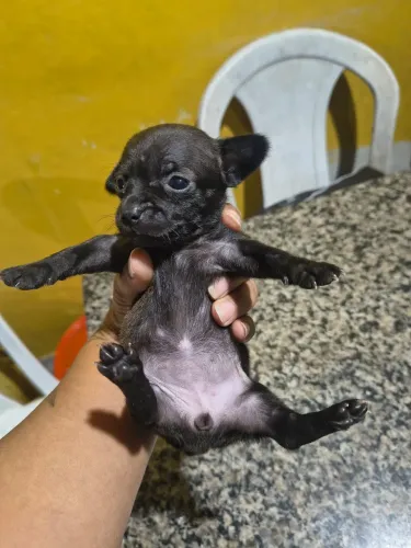 Pinsher 0