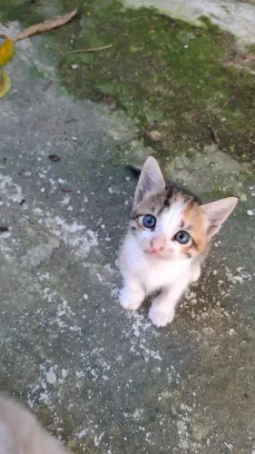 Gatinhos para adoção responsável 
