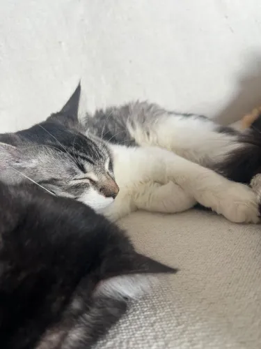 Doação de filhotes de gatos