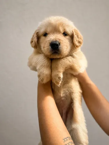Filhote Golden Retriever 