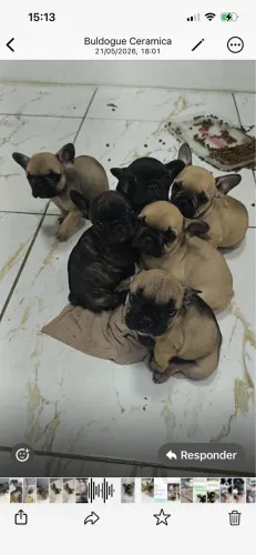 Casal de buldogue