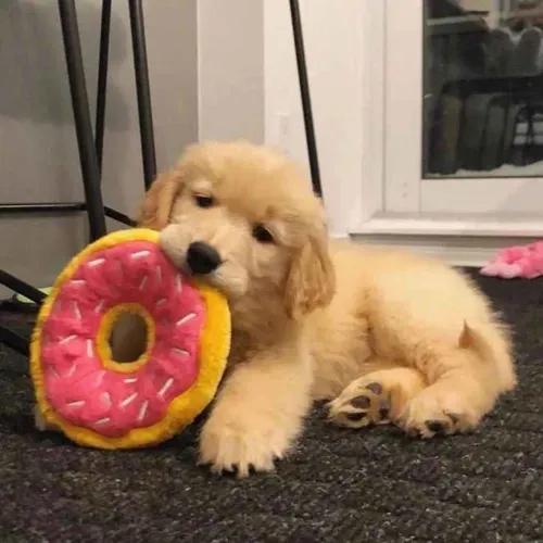Filhote golden retriever, Quem precisa de terapia quando se tem um cachorro?