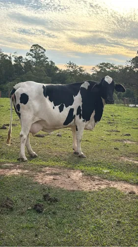 Vacas leiteiras e Touro para venda 