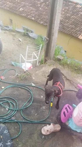 DOAÇÃO FÊMEA
