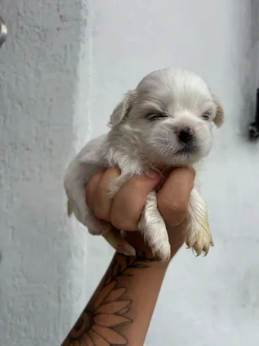 Filhote shih tzu, Fofura e amor em forma de filhotinho!